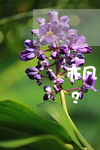 吳亦凡強奸聚眾淫亂案是什么回事？